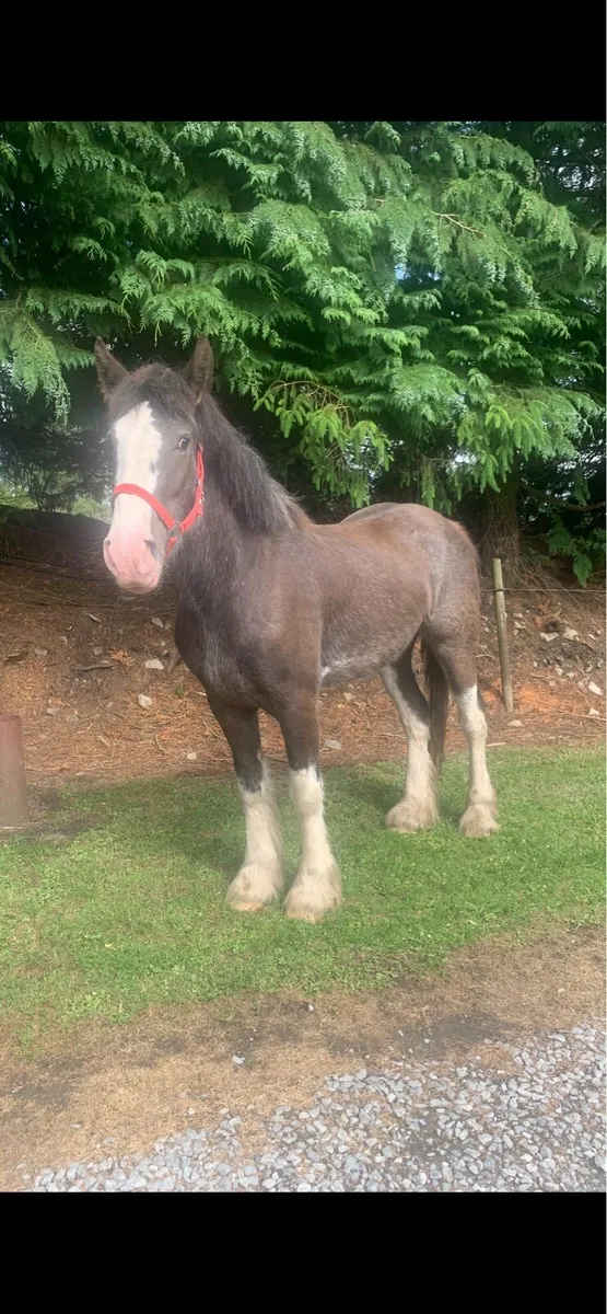 TRADITIONAL IRISH COB - Image 2