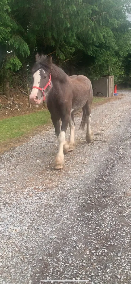TRADITIONAL IRISH COB - Image 3