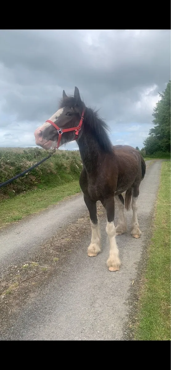 TRADITIONAL IRISH COB - Image 4