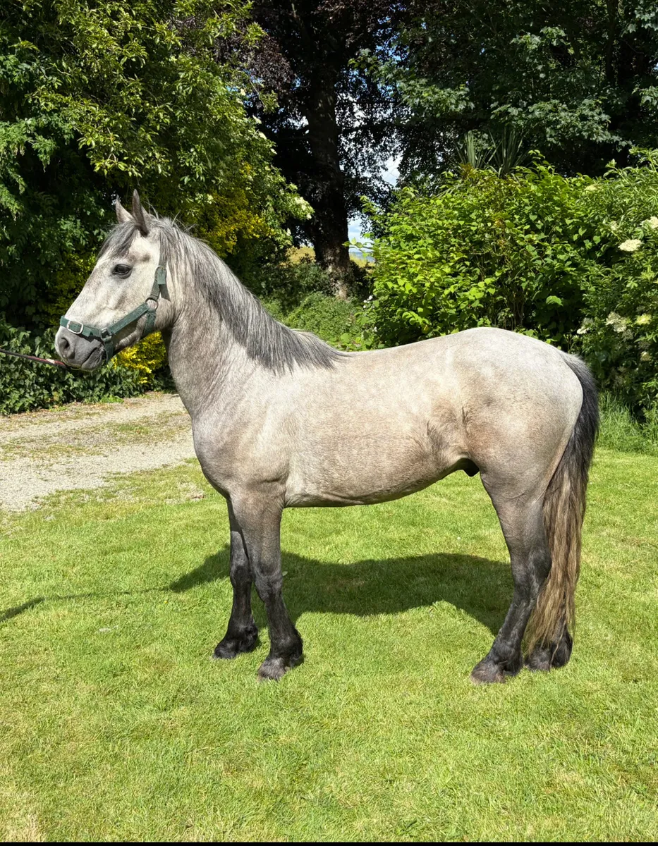 3yo pony - Image 1