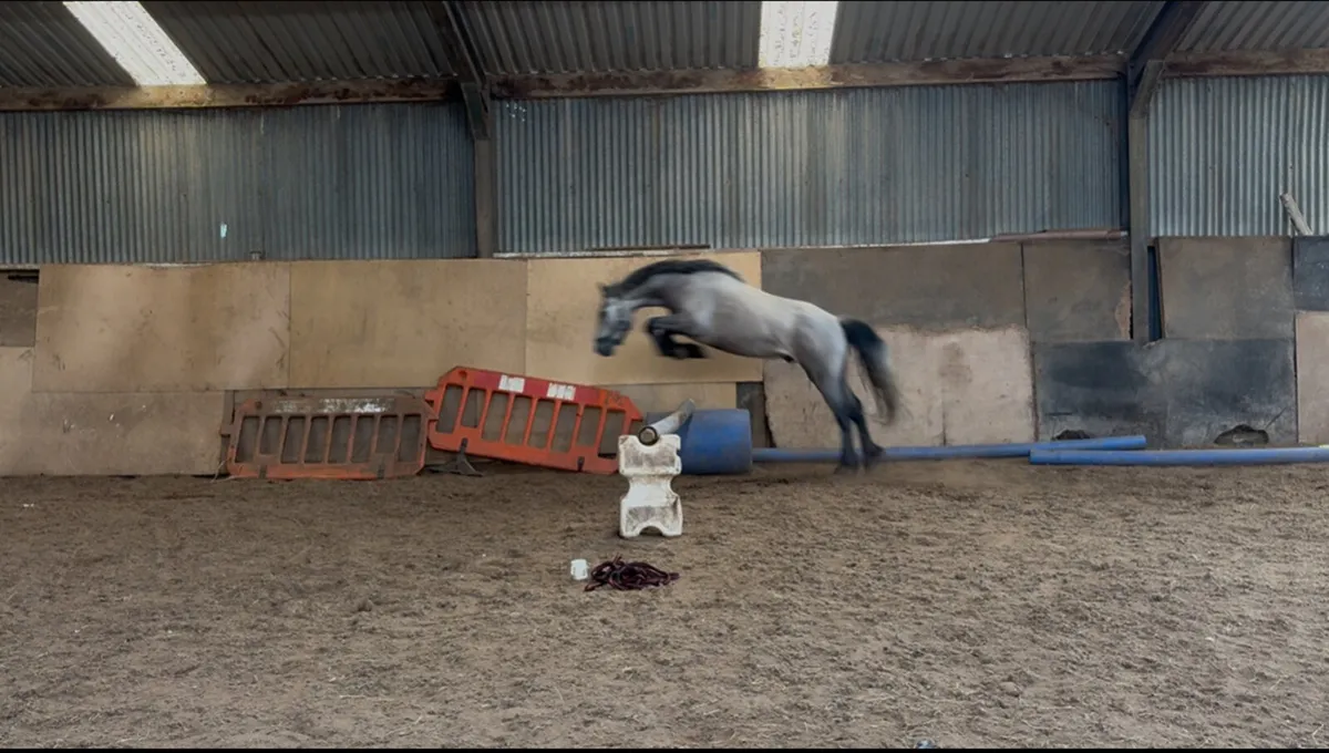 3yo pony - Image 2