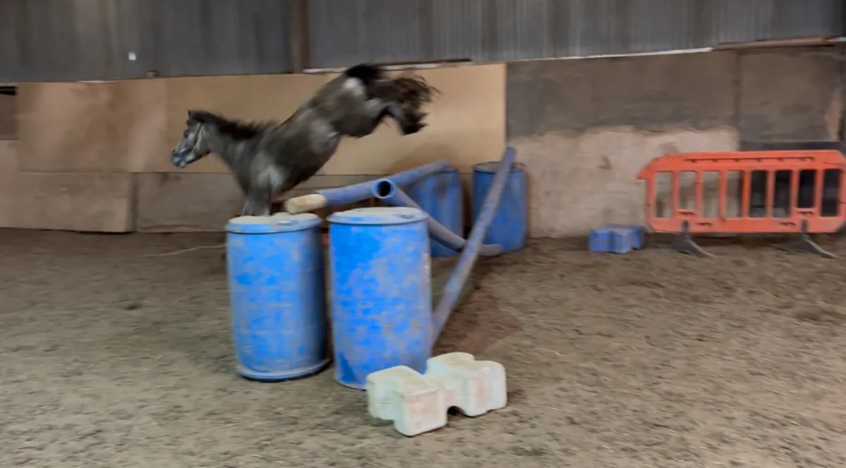 3yo pony - Image 3