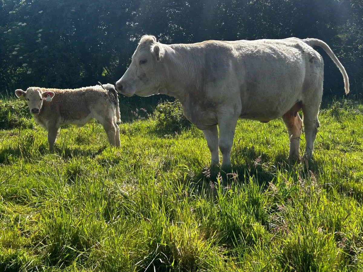 Charolais Cow & Heifer Calf - Image 2