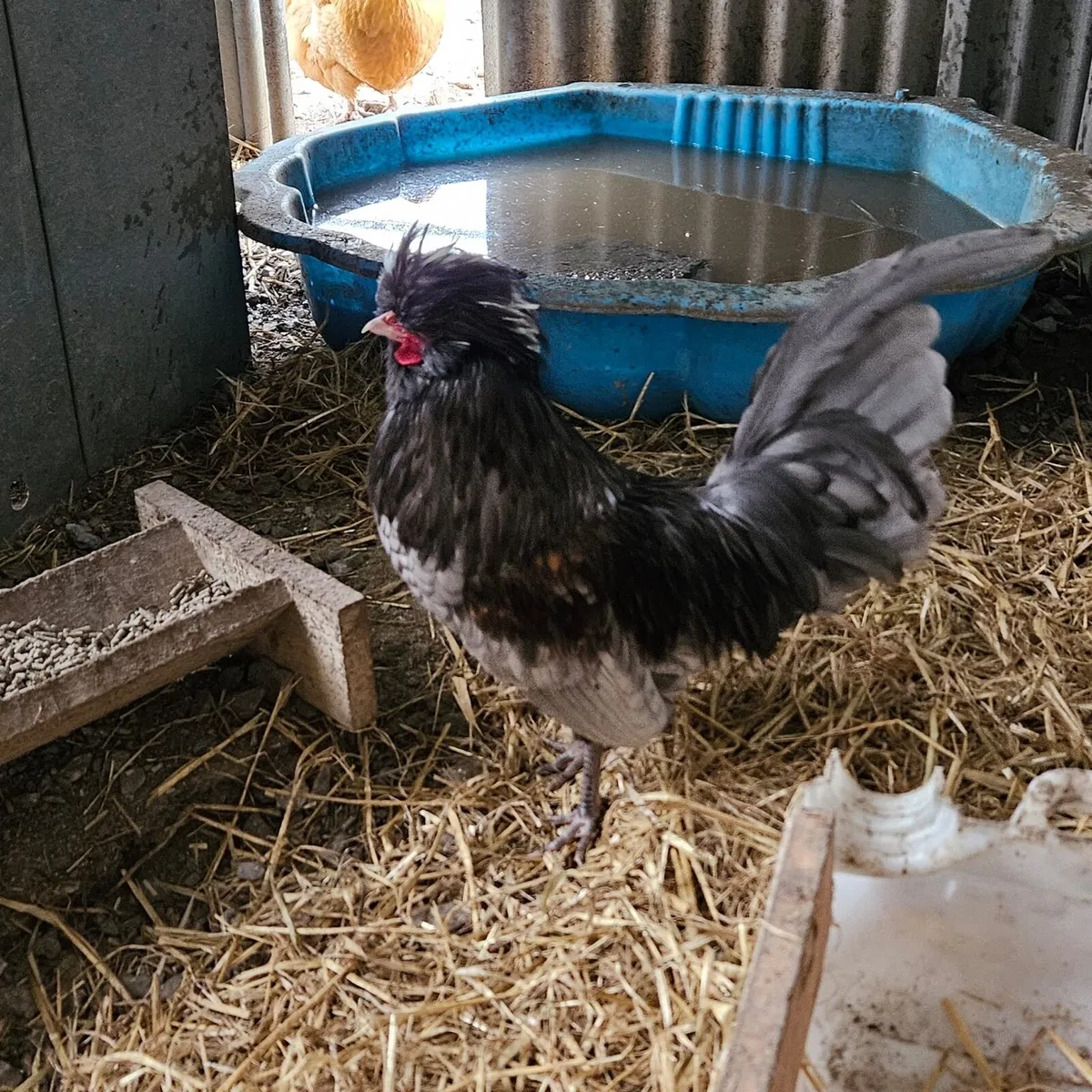 Polish Bantam cockerel - Image 2