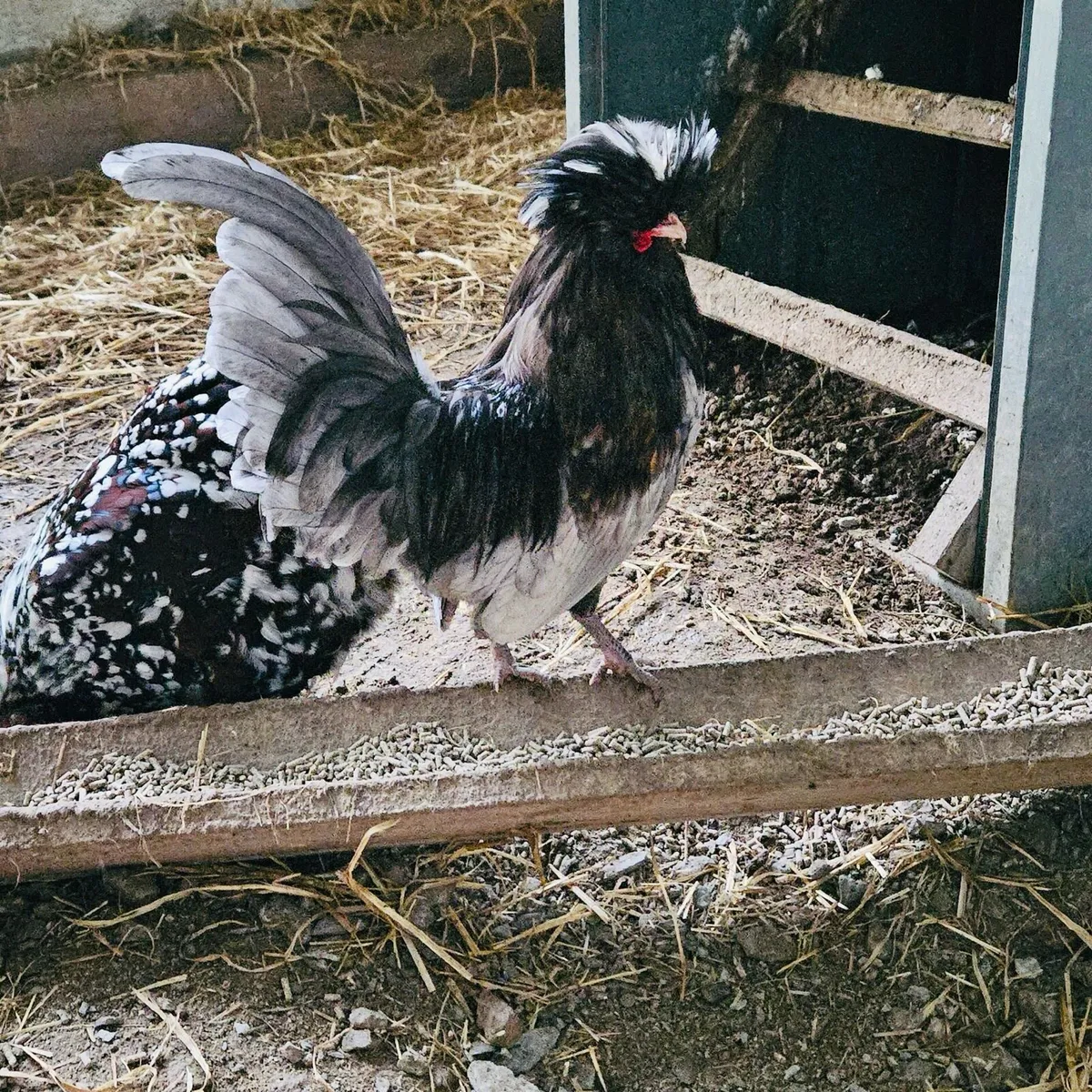 Polish Bantam cockerel - Image 1