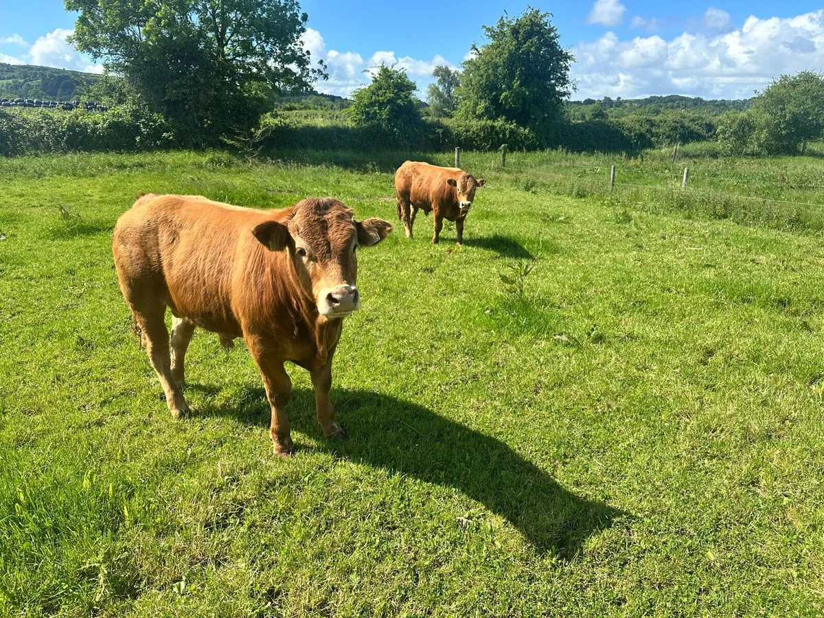 Limousin Bulls - Image 1