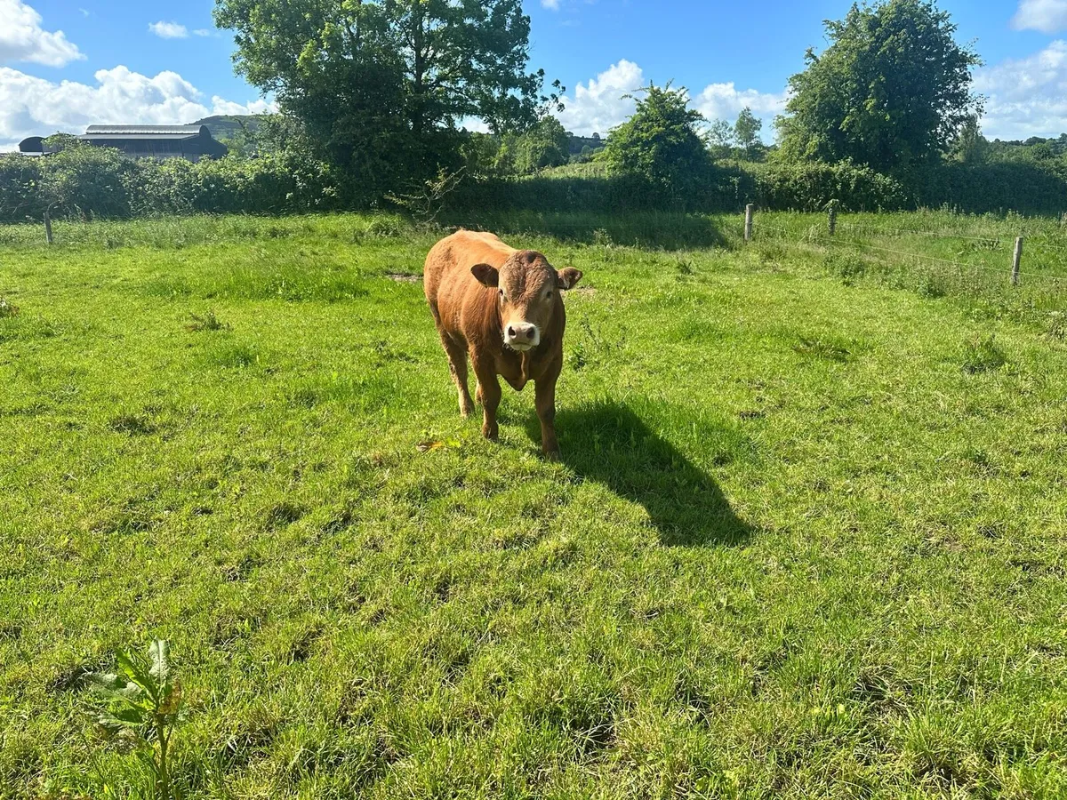 Limousin Bulls - Image 2