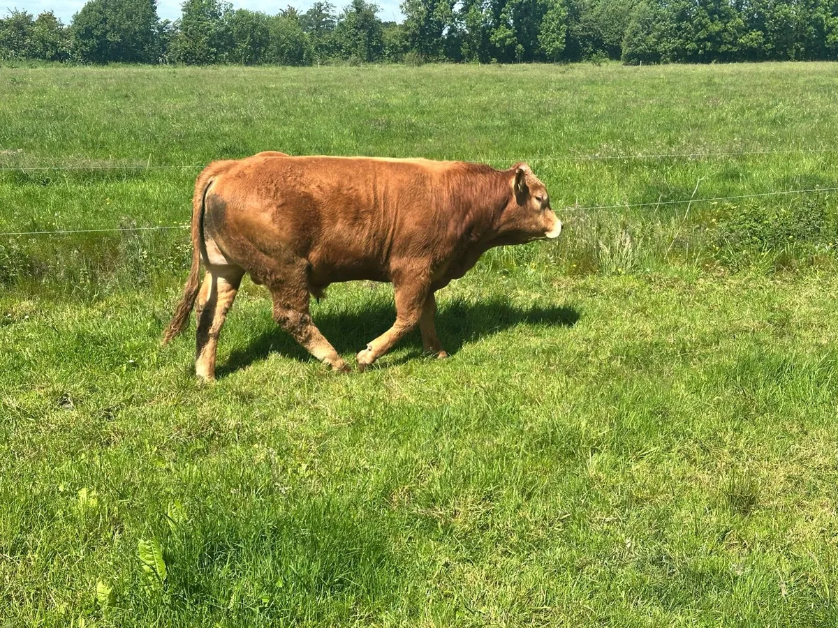 Limousin Bulls - Image 3