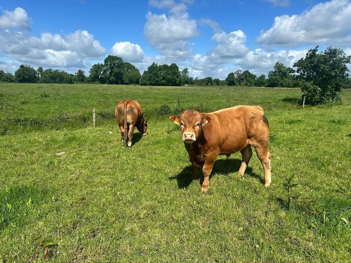 Limousin Bulls - Image 4