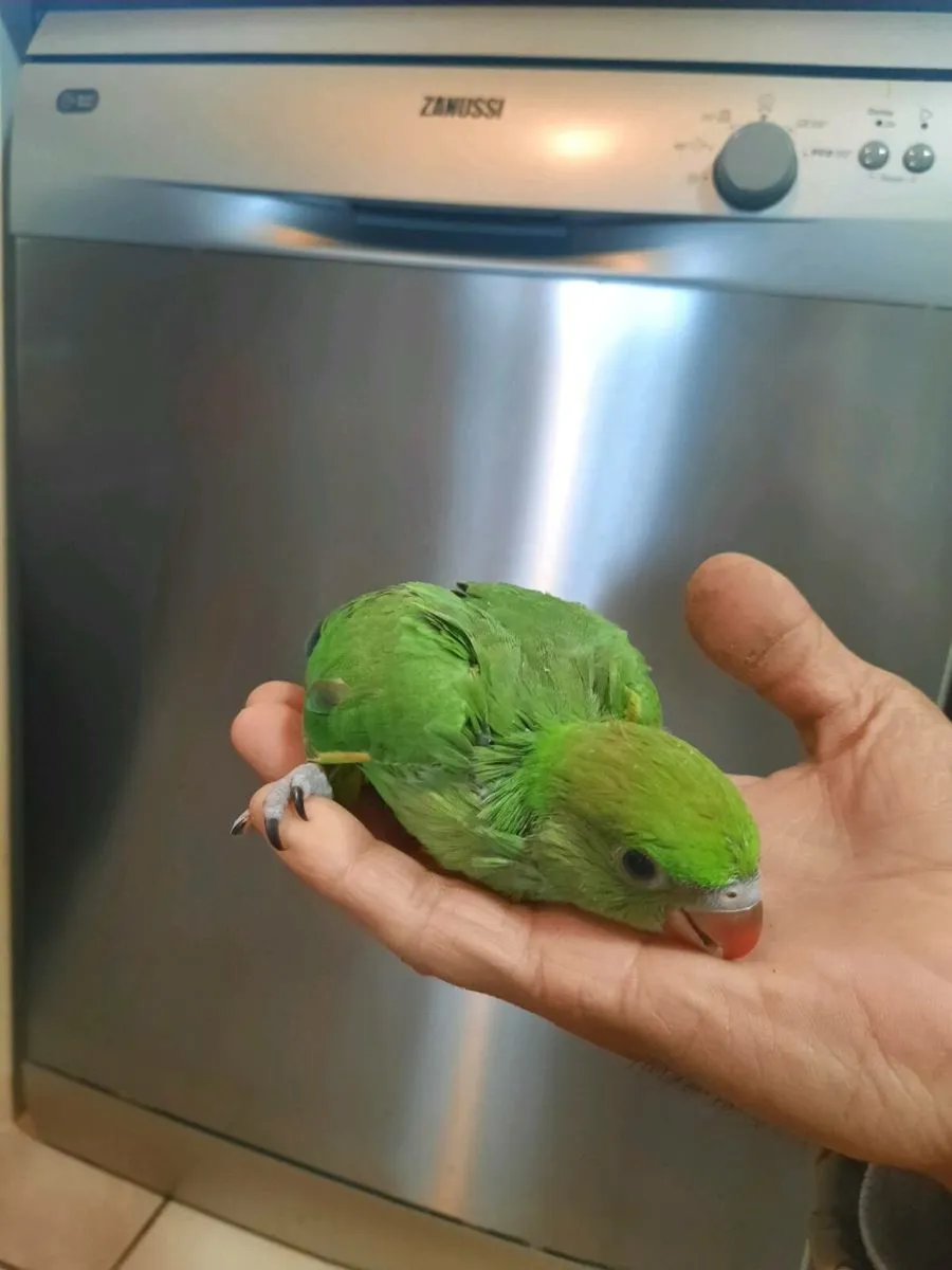 Parrot - Image 1