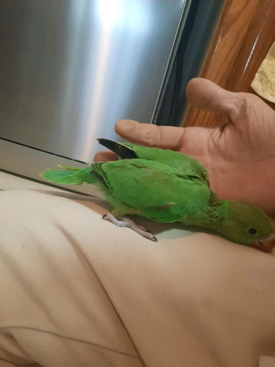 Parrot - Image 2