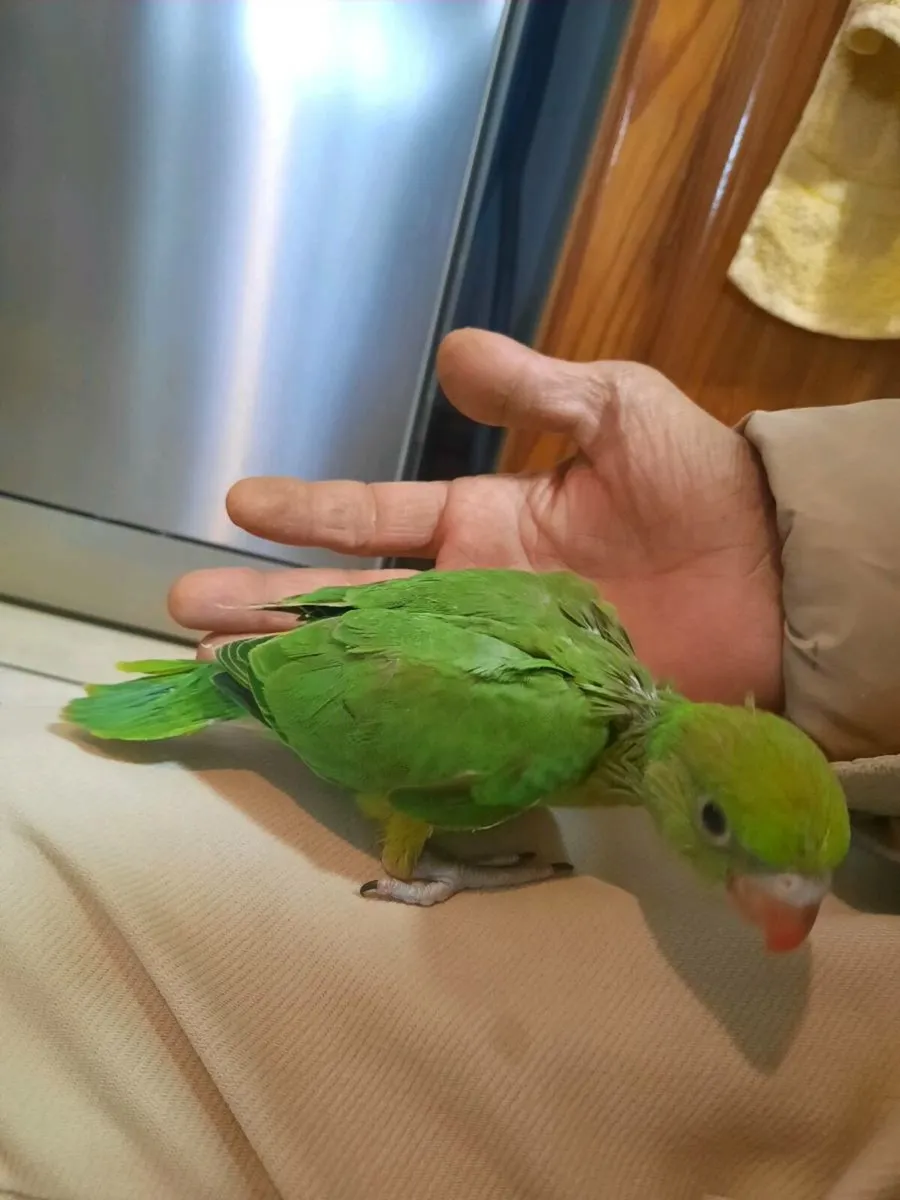 Parrot - Image 3