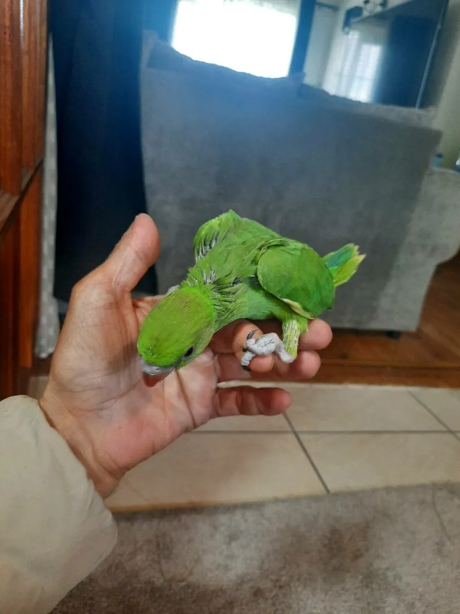 Parrot - Image 4