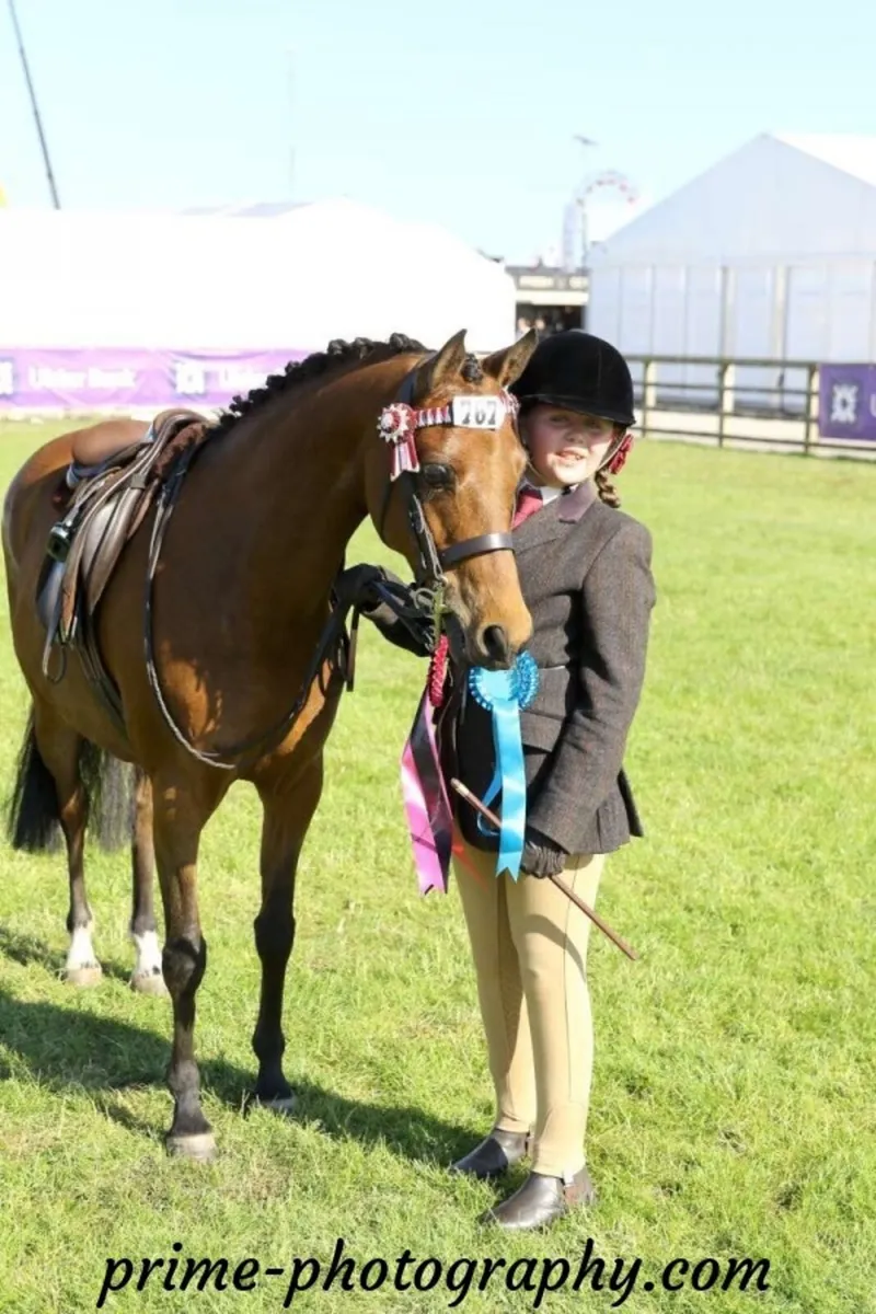 Pony - Image 1