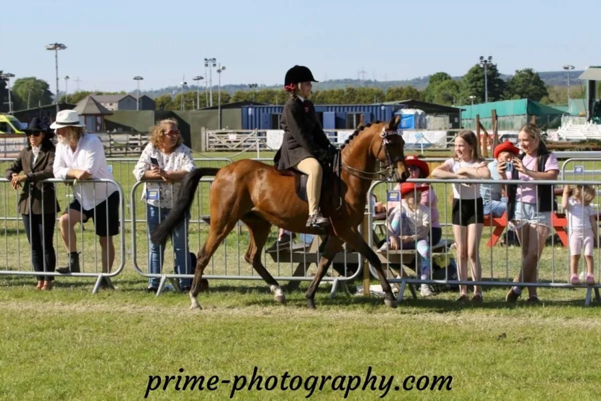 Pony - Image 2