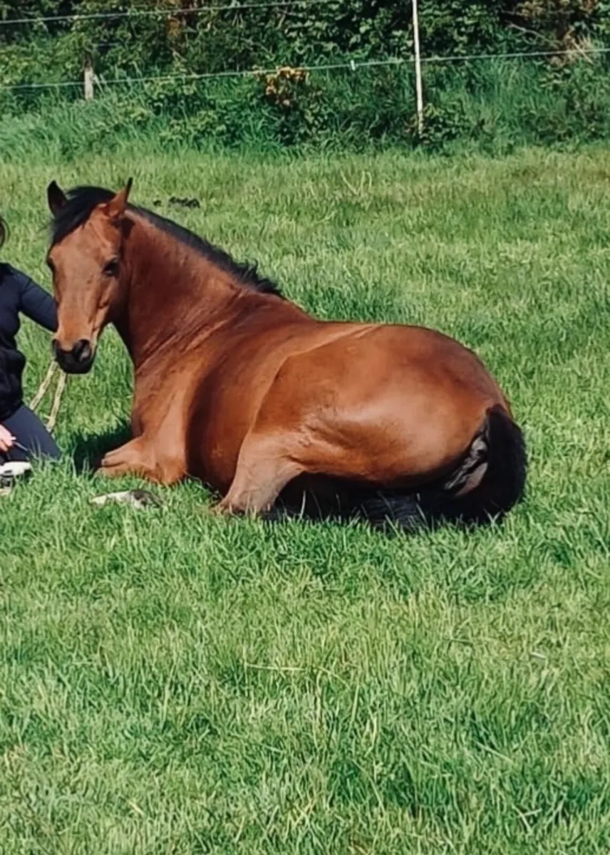 Pony - Image 3