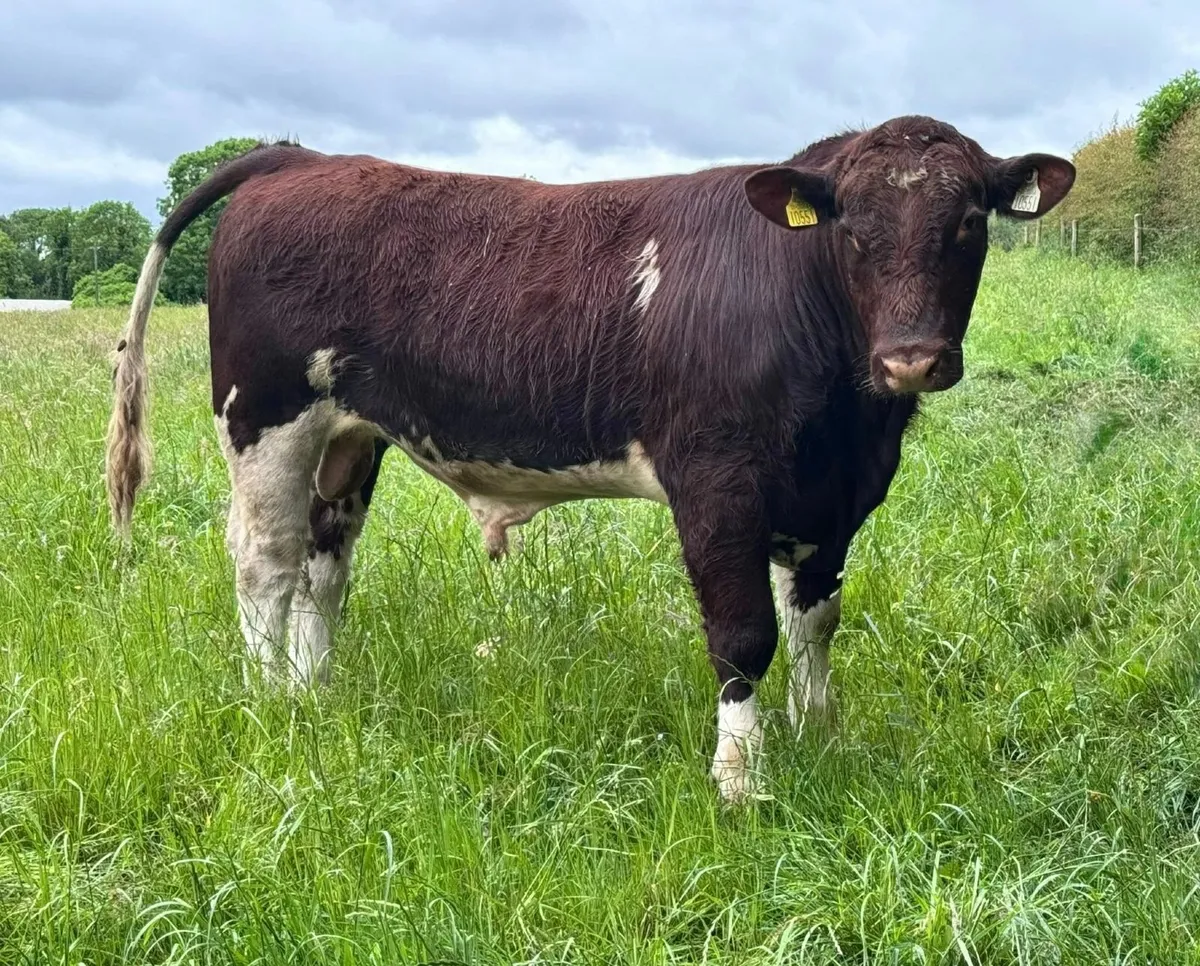 Pedigree Beef Shorthorn Polled Bull For Sale - Image 3