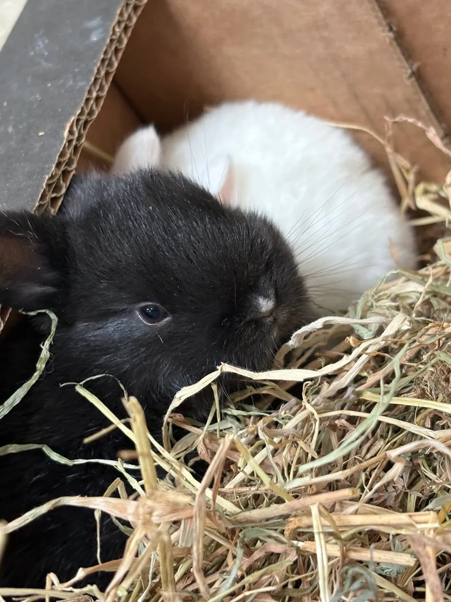 Dwarf rabbits - Image 3