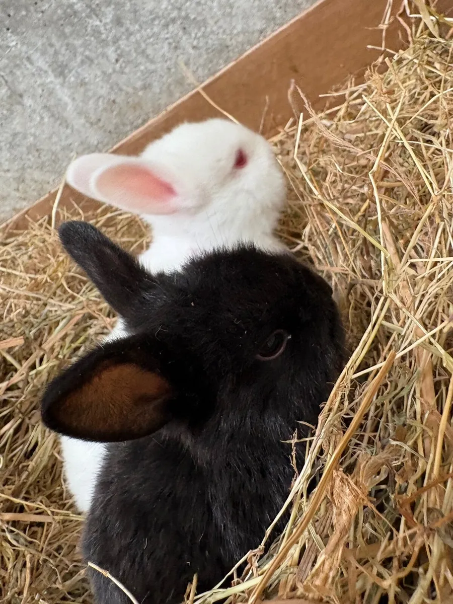 Dwarf rabbits - Image 1