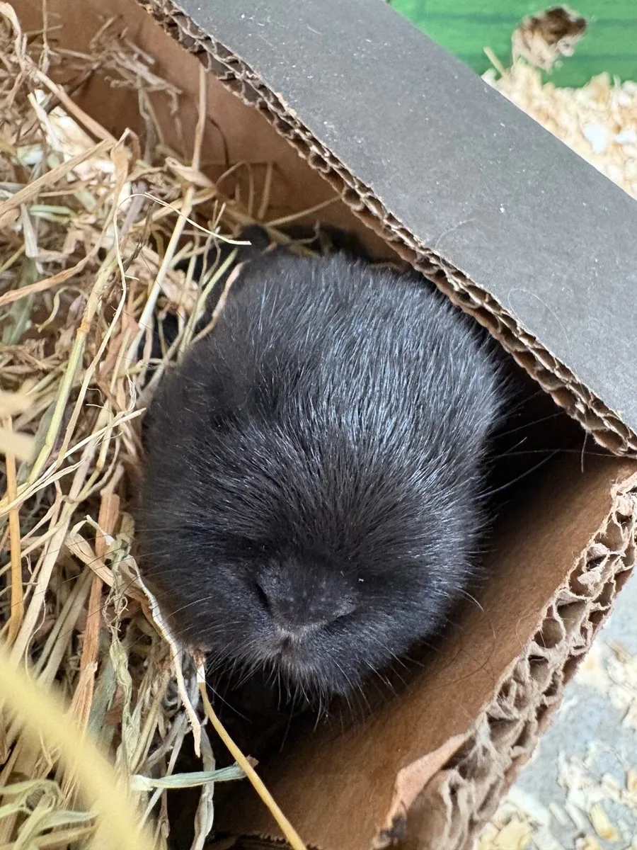 Dwarf rabbits - Image 4