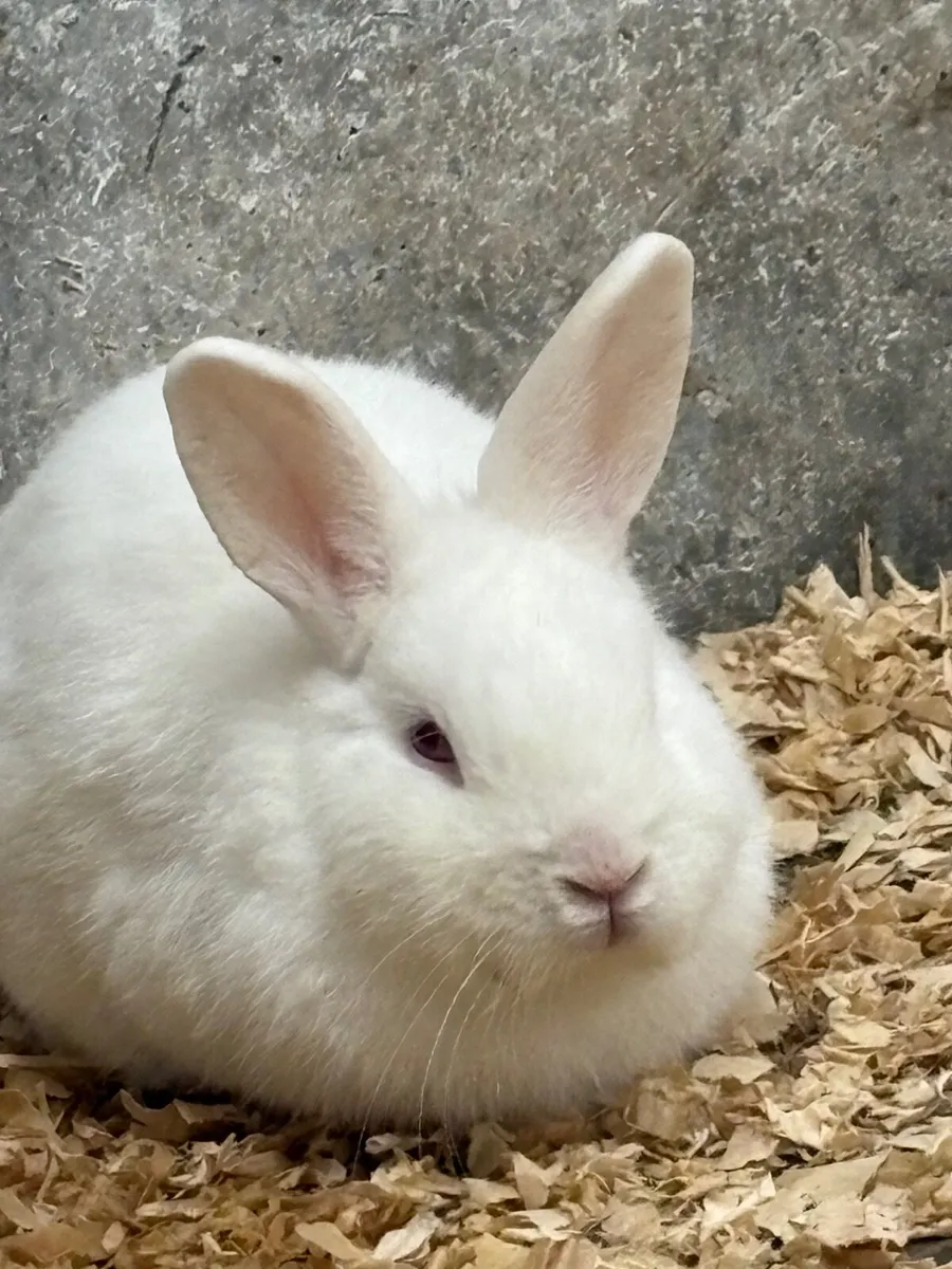 Dwarf rabbits - Image 1