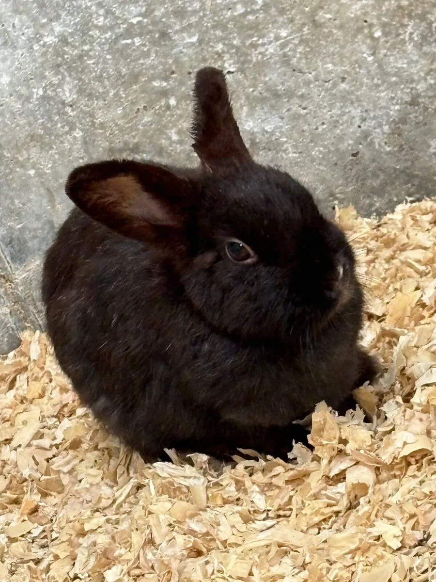 Dwarf rabbits - Image 2