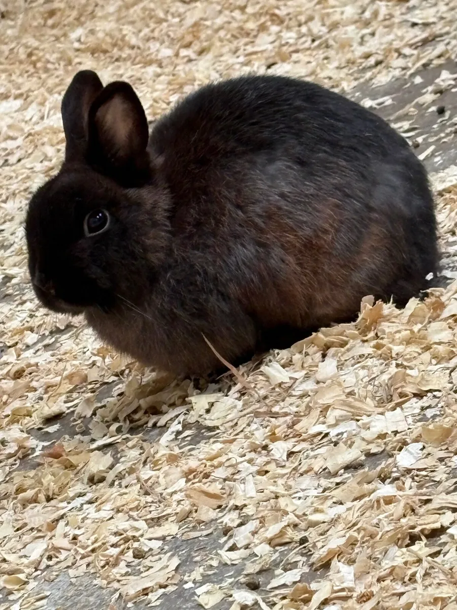 Dwarf rabbits - Image 3
