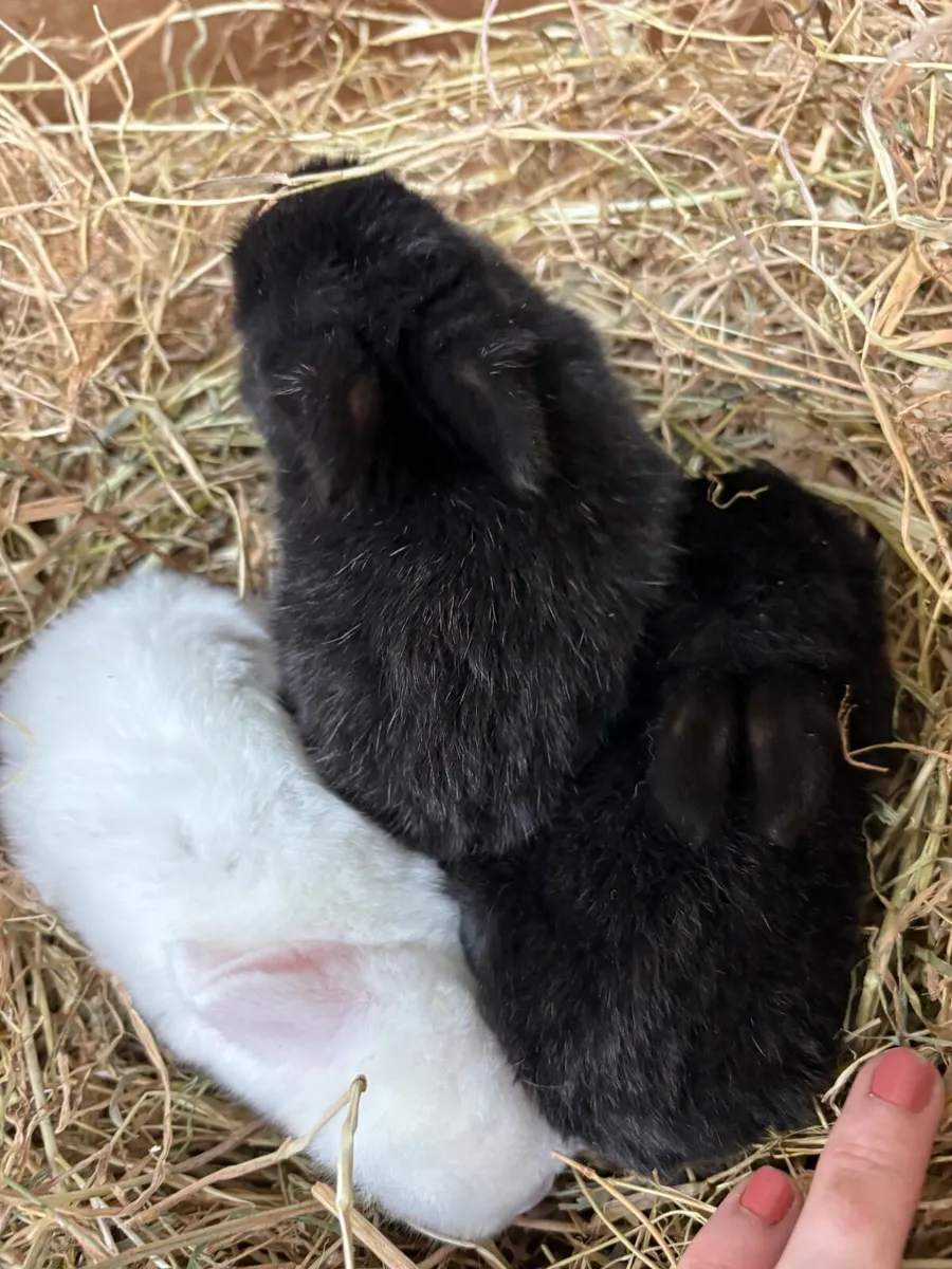 Dwarf rabbits - Image 2