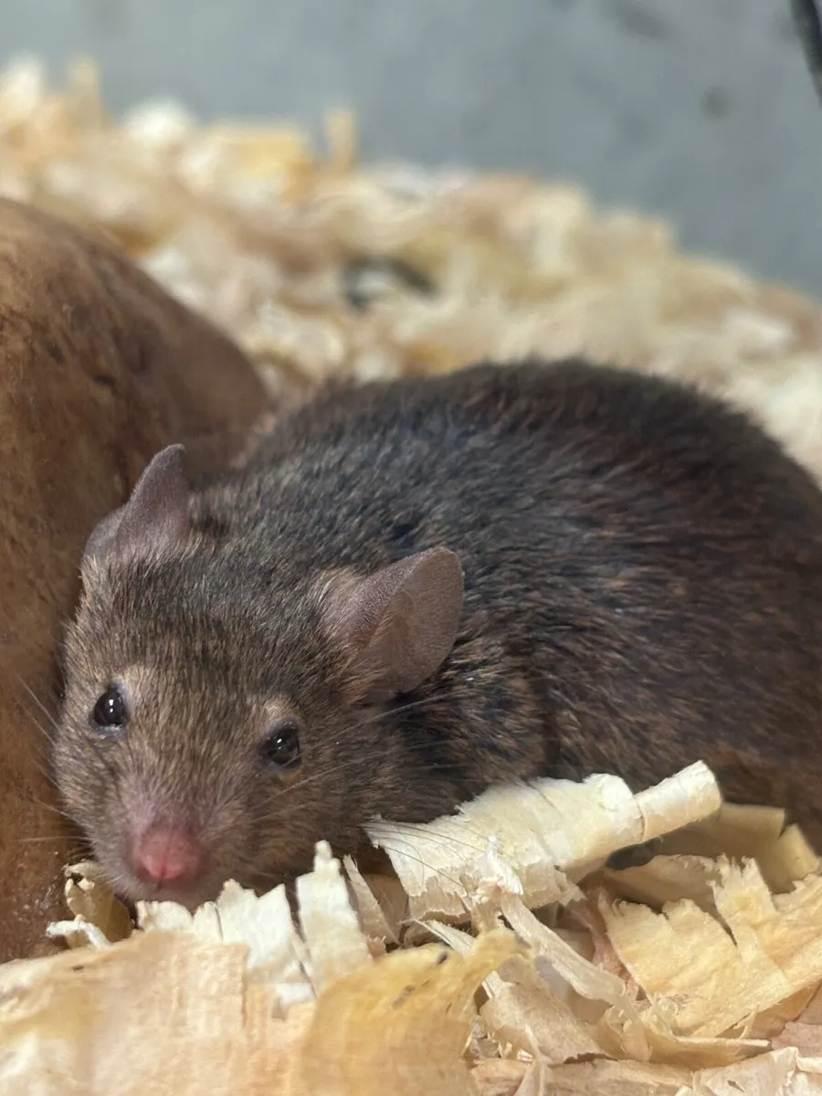 Mice - Image 1