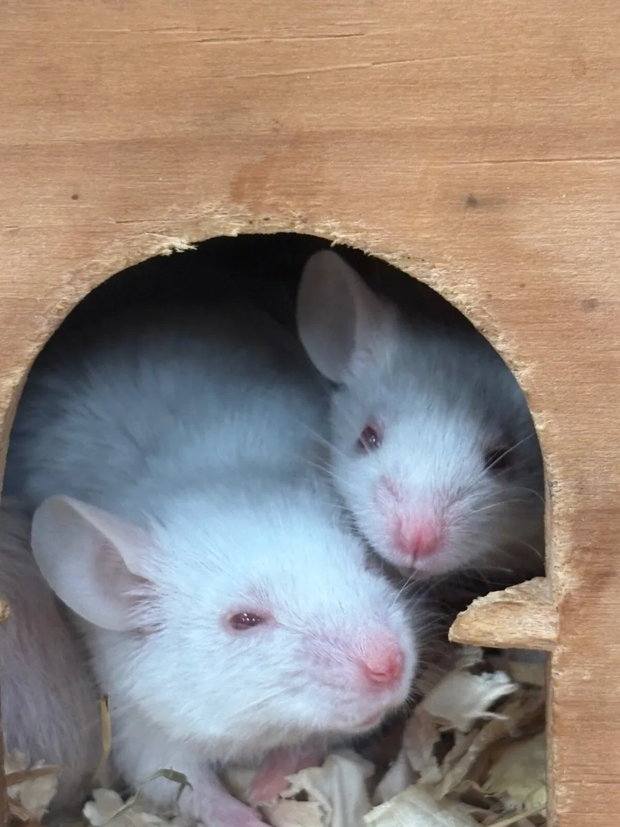 Mice - Image 2