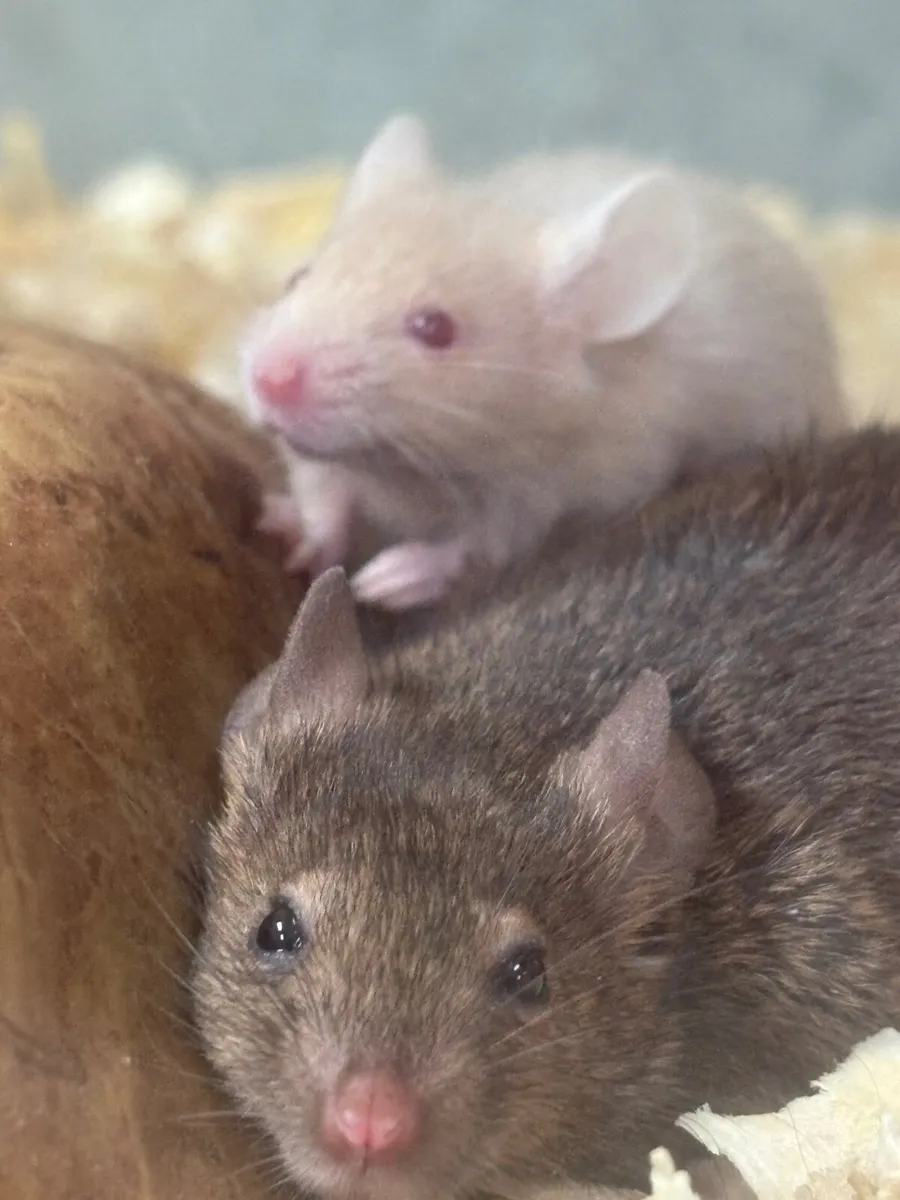 Mice - Image 3