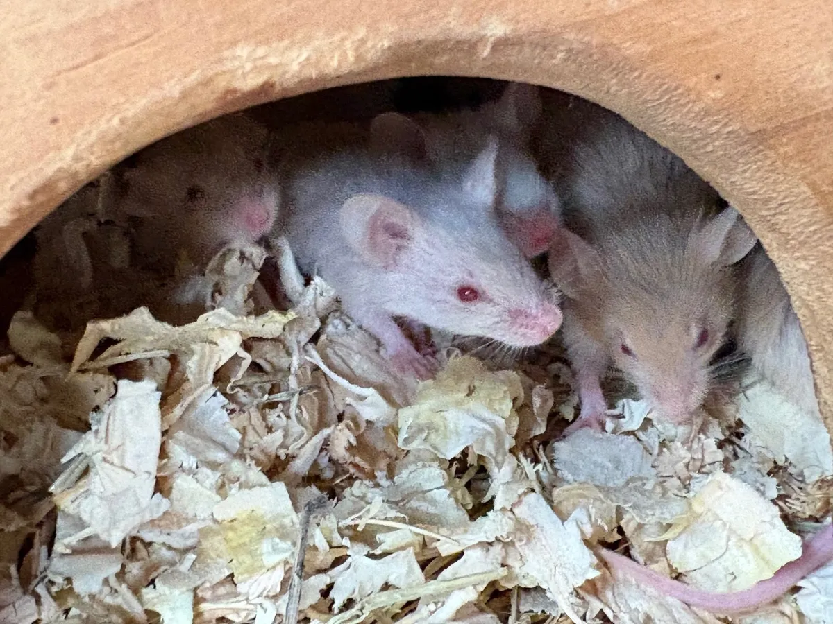 Mice - Image 4