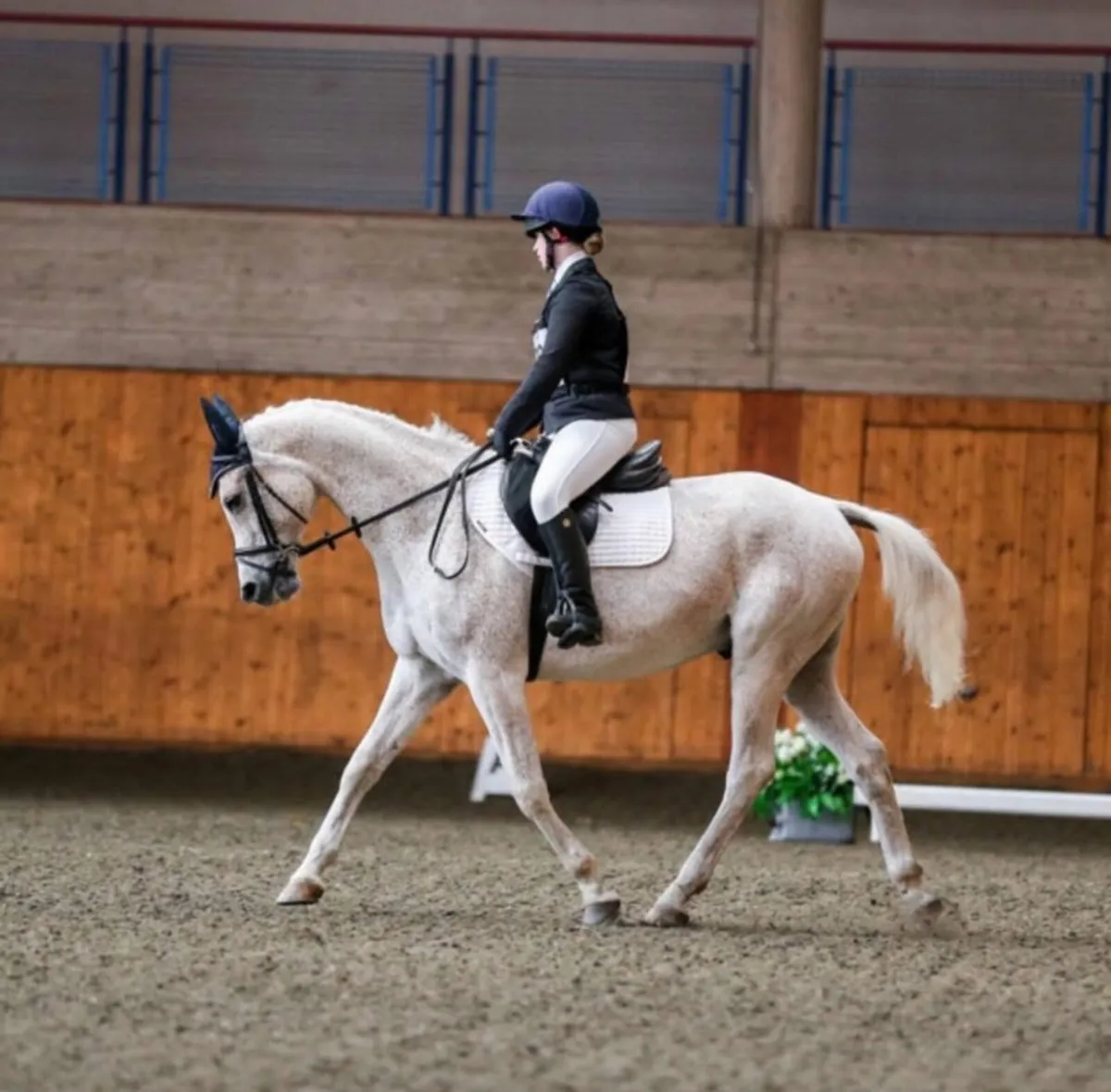 15hh Arab X Connemara - Image 1