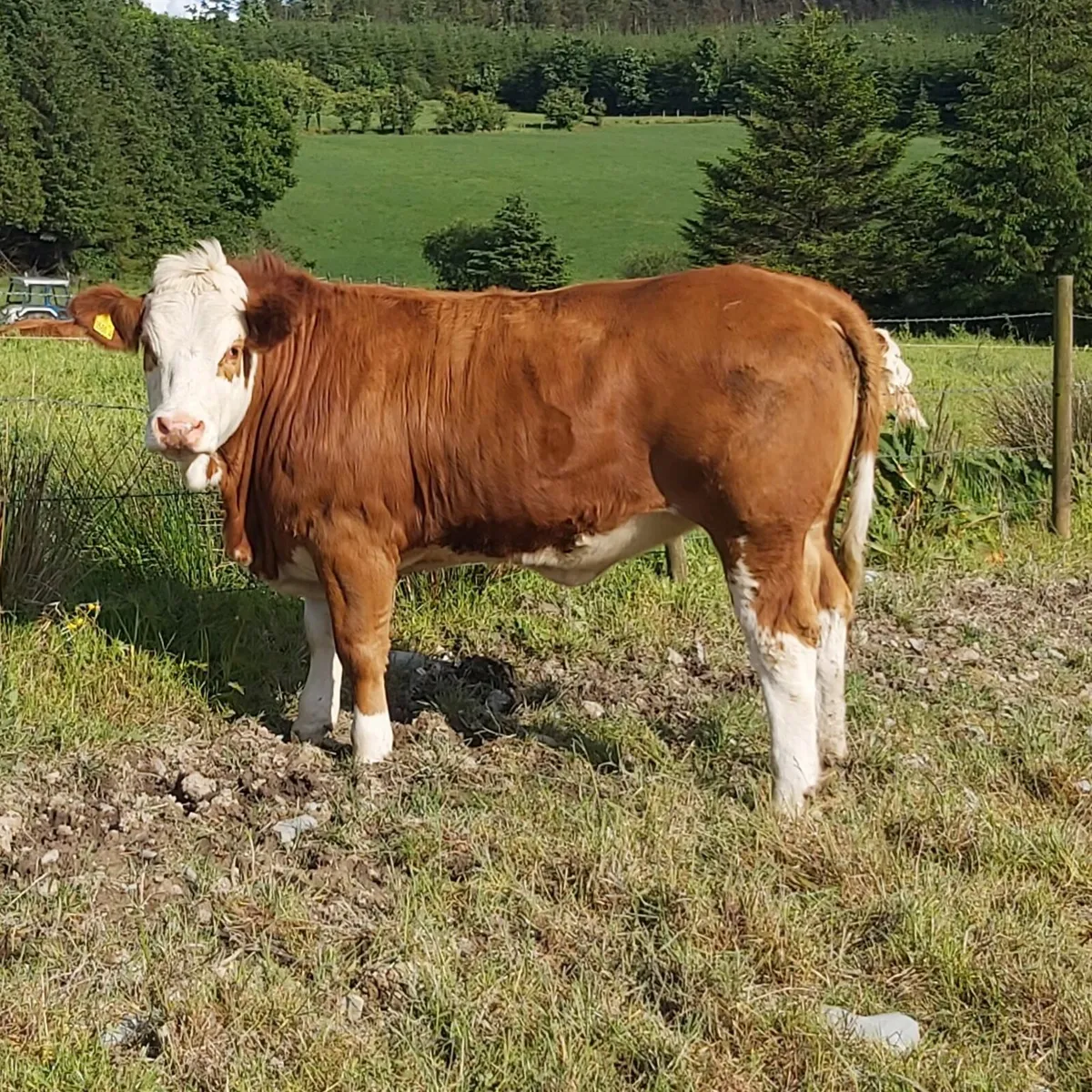 Pedigree Simmental Heifers For Sale - Image 3