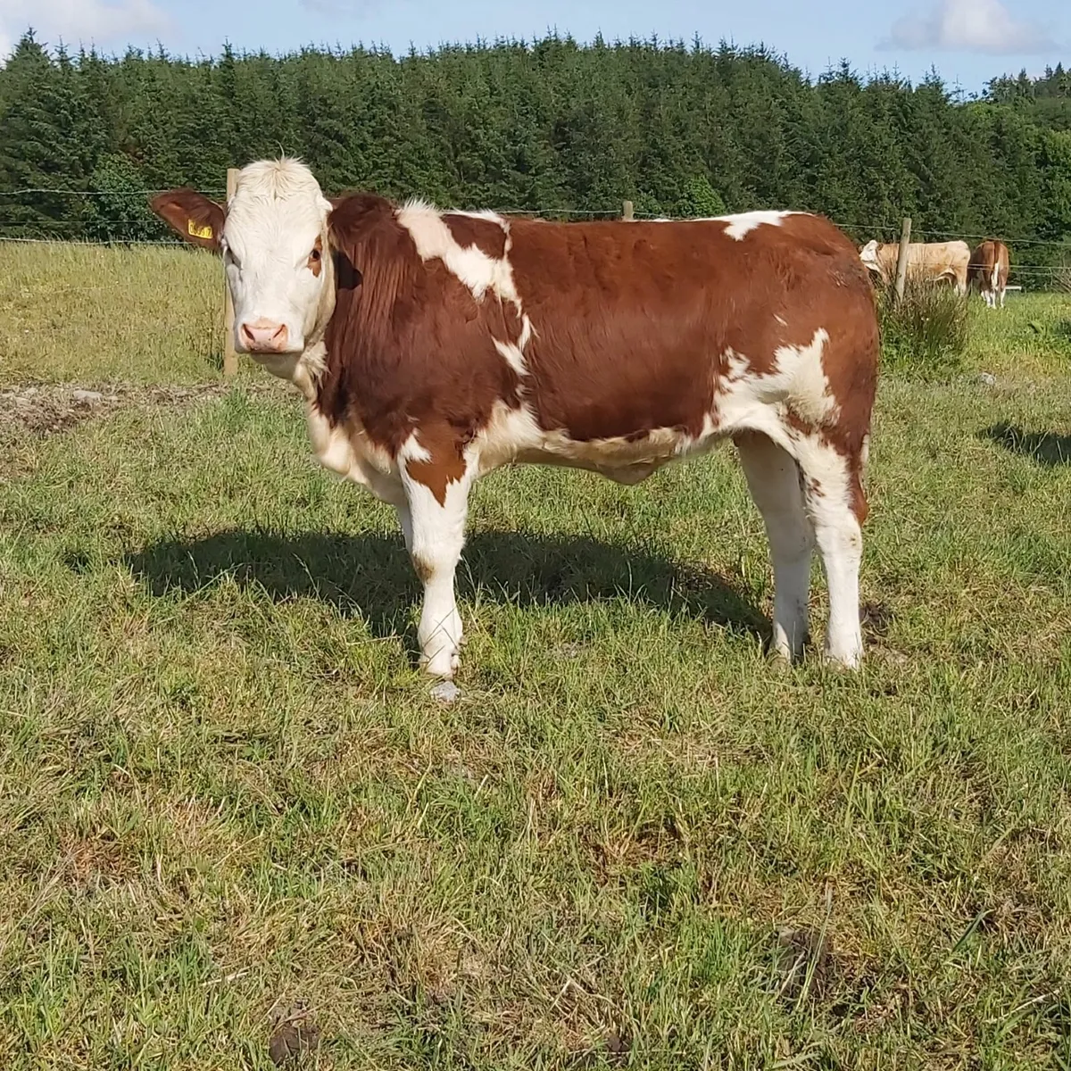Pedigree Simmental Heifers For Sale - Image 4