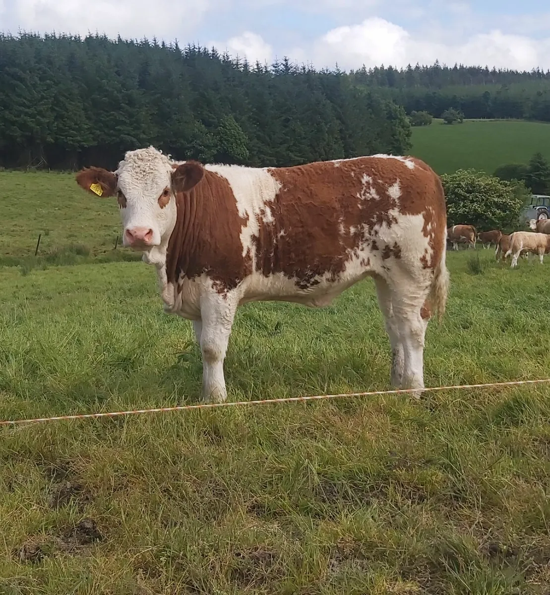 Pedigree Simmental Heifers For Sale - Image 1