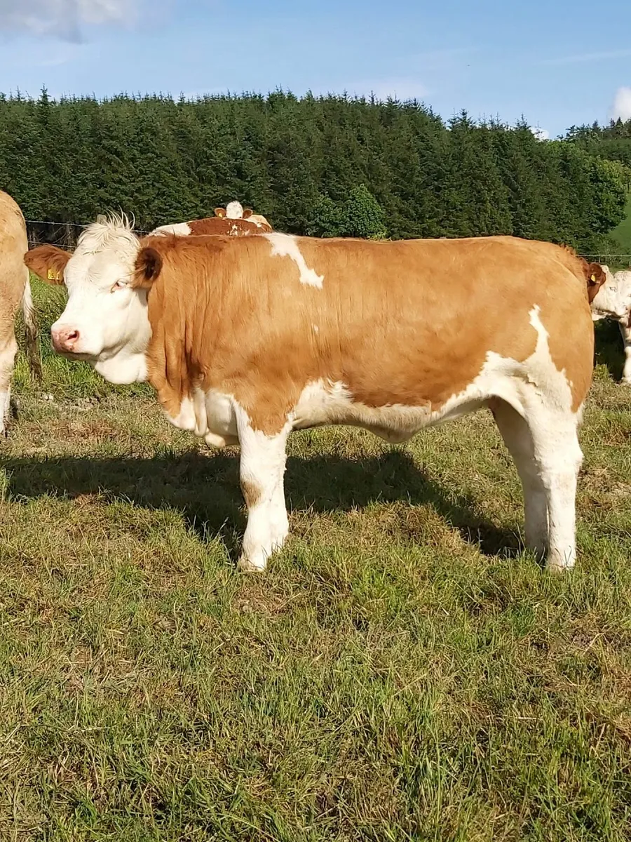 Pedigree Simmental Heifers For Sale - Image 2