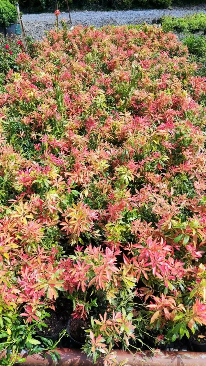 Hedging ?  Dare to be Different - Image 2