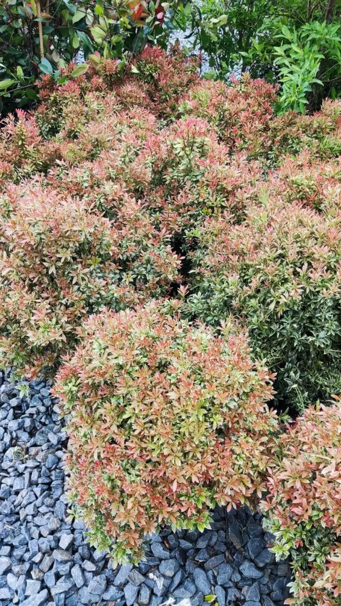Hedging ?  Dare to be Different - Image 4