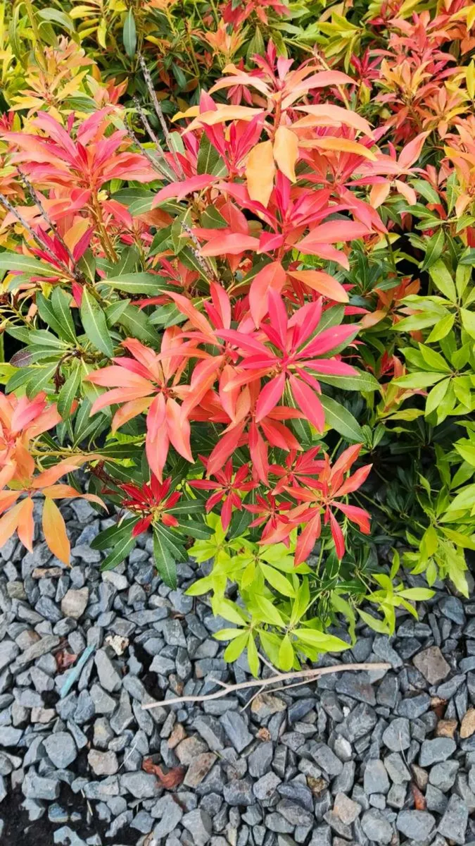 Hedging ?  Dare to be Different - Image 1