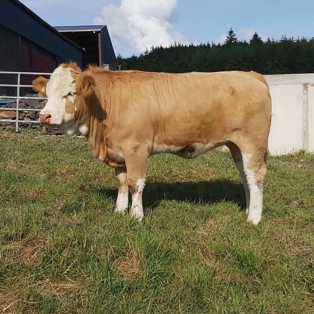 Pedigree Simmental Heifers For Sale - Image 4