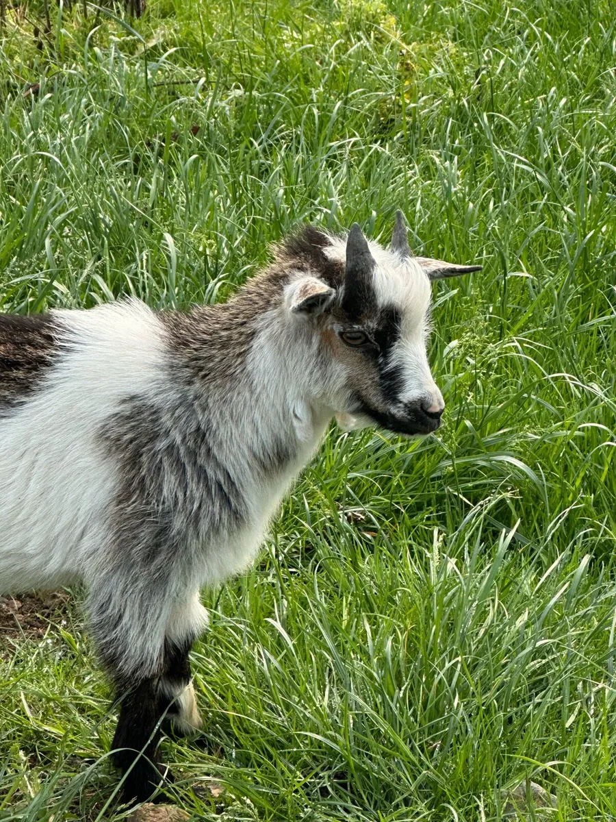 Male Pygmy - Image 2