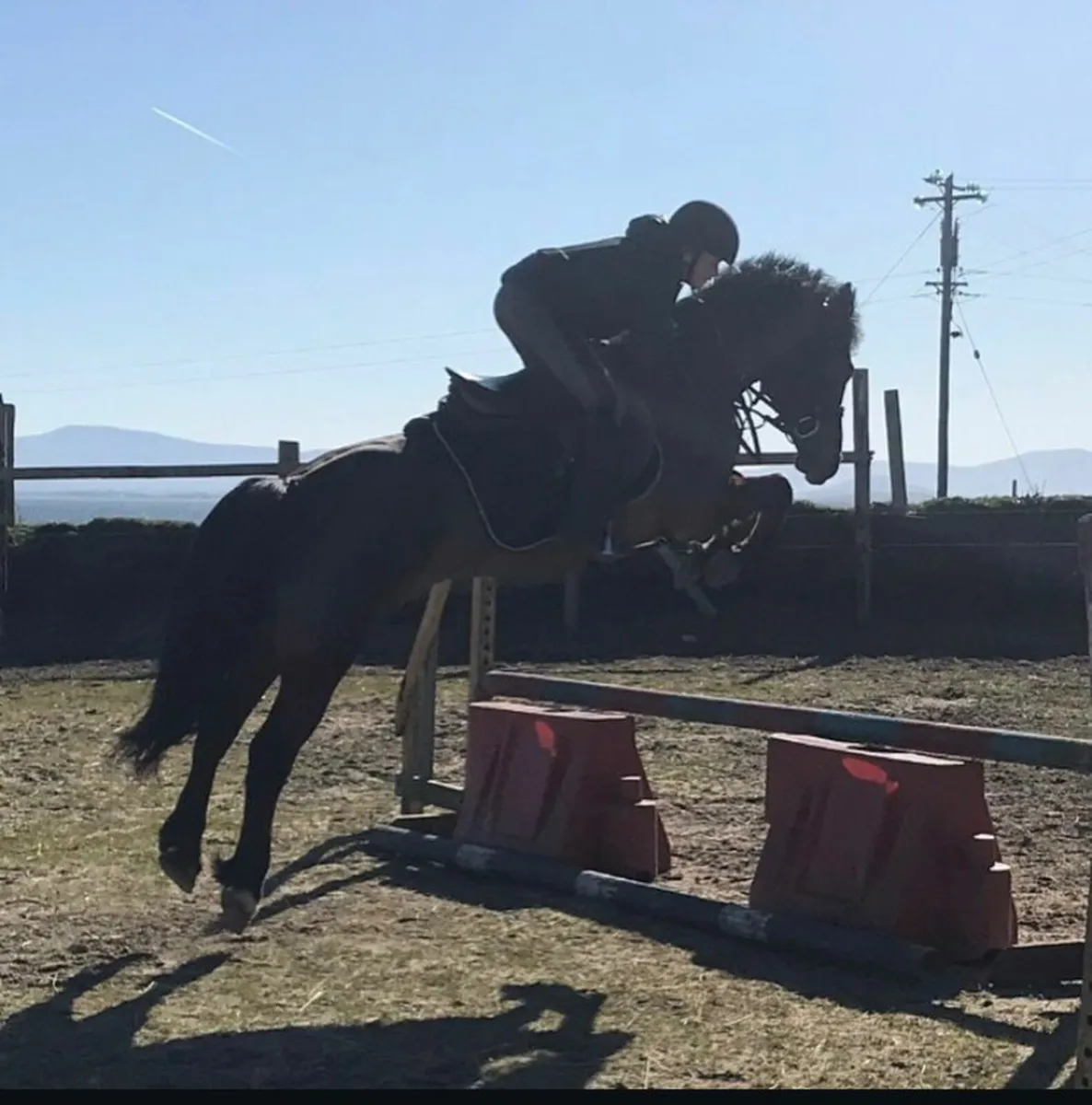 14.2 connemara mare - Image 1