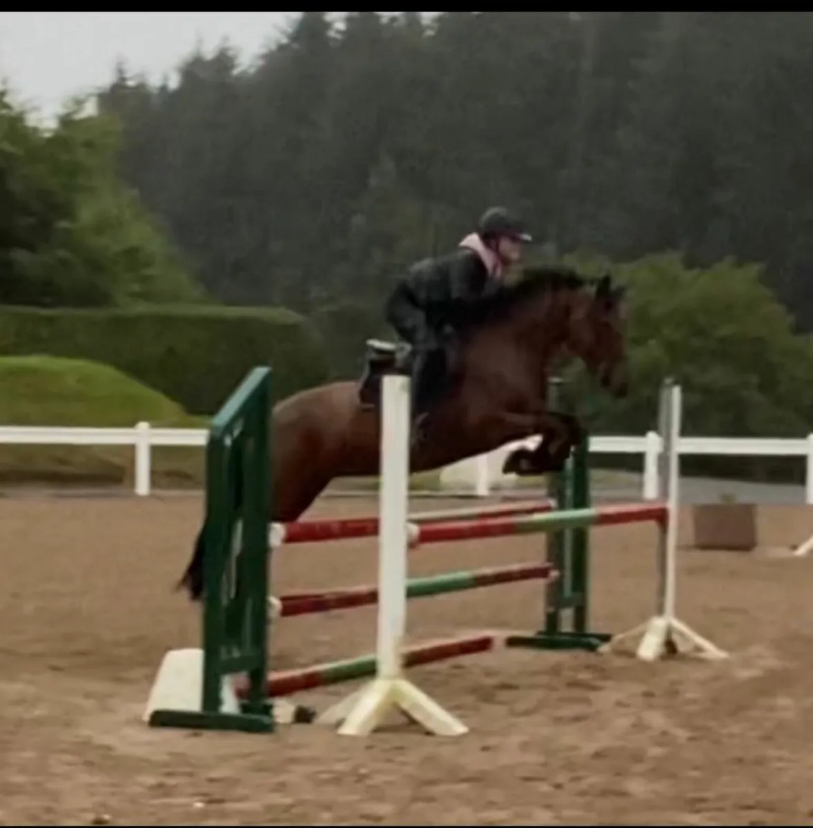 14.2 connemara mare - Image 2