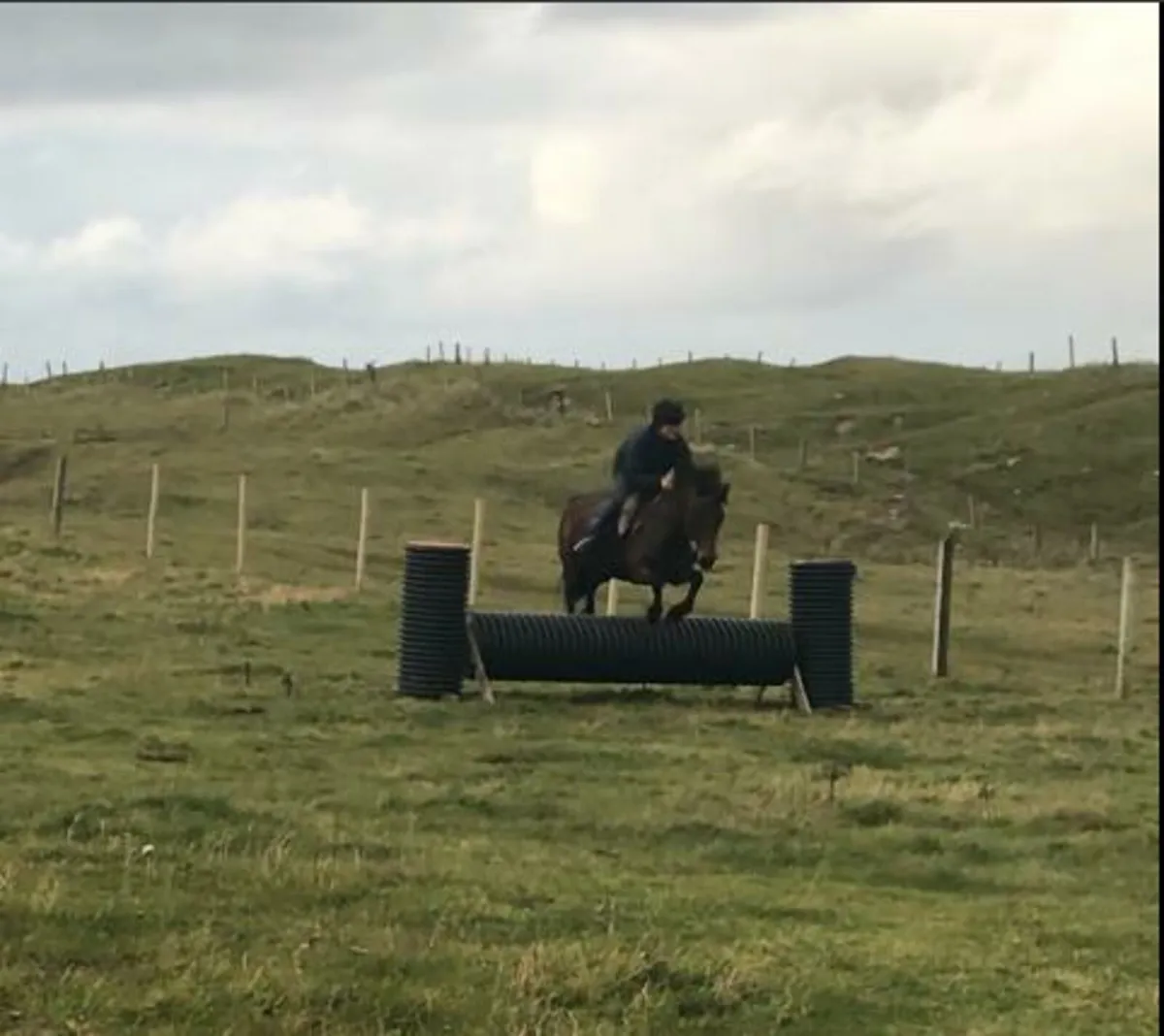 14.2 connemara mare - Image 4