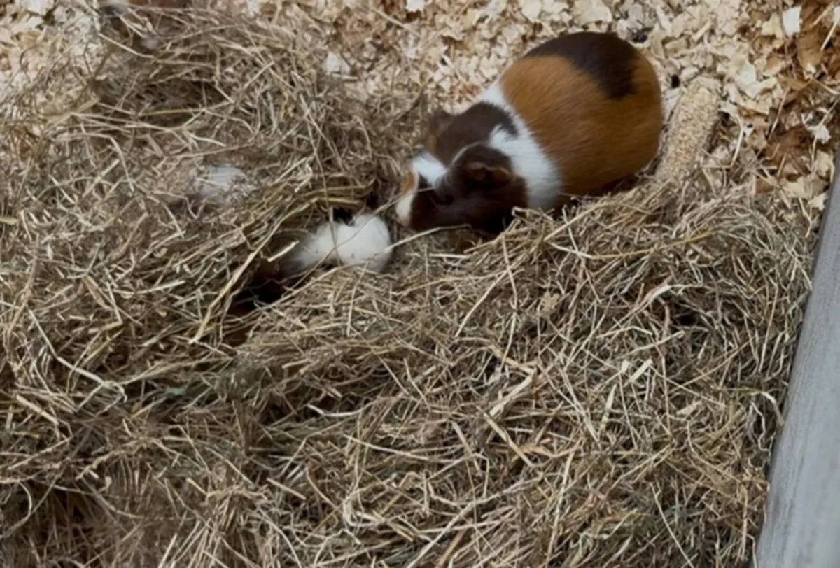 Guinea pigs - Image 2