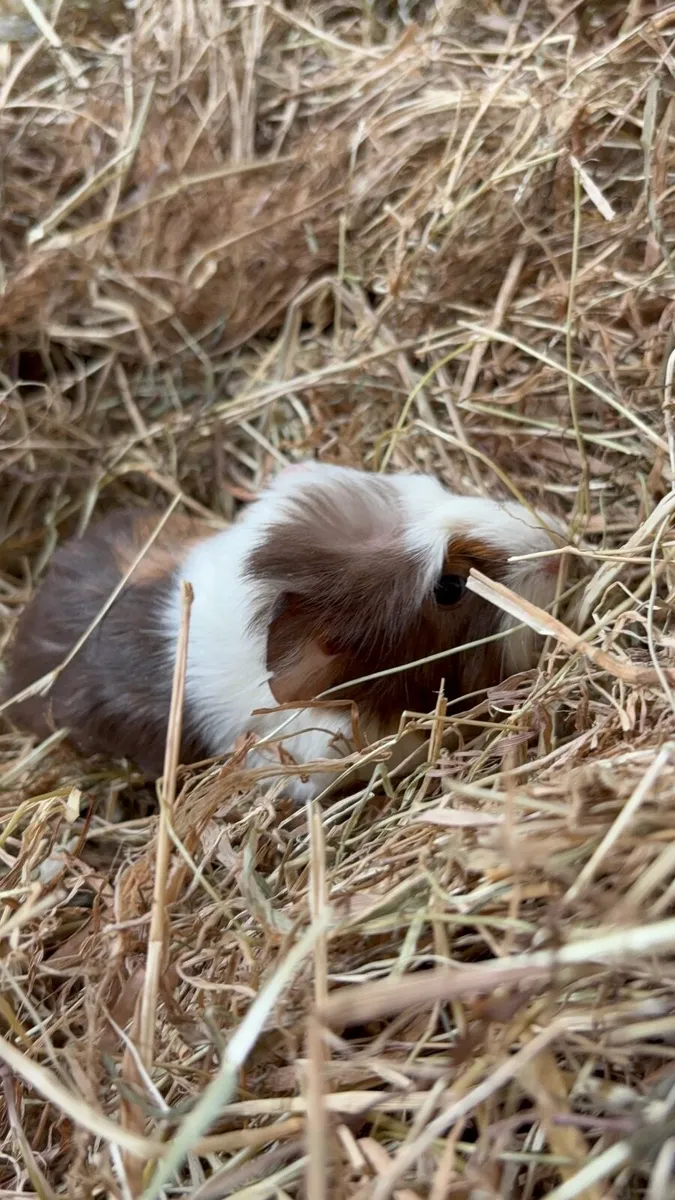 Guinea pigs - Image 3