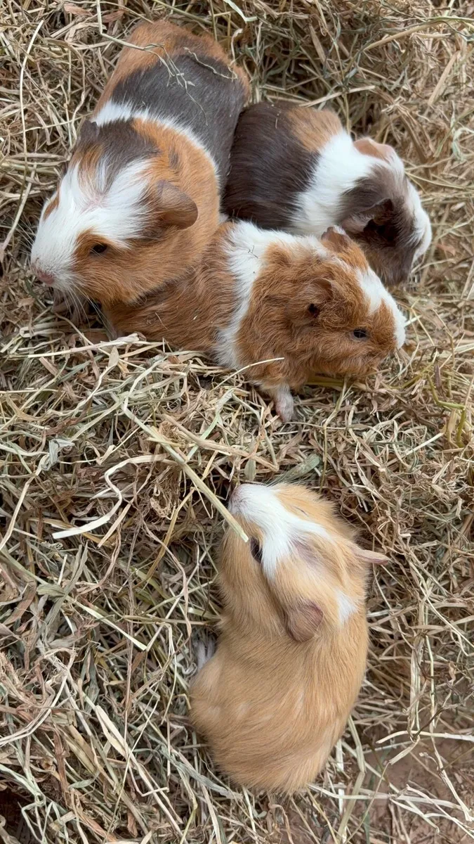 Guinea pigs - Image 1