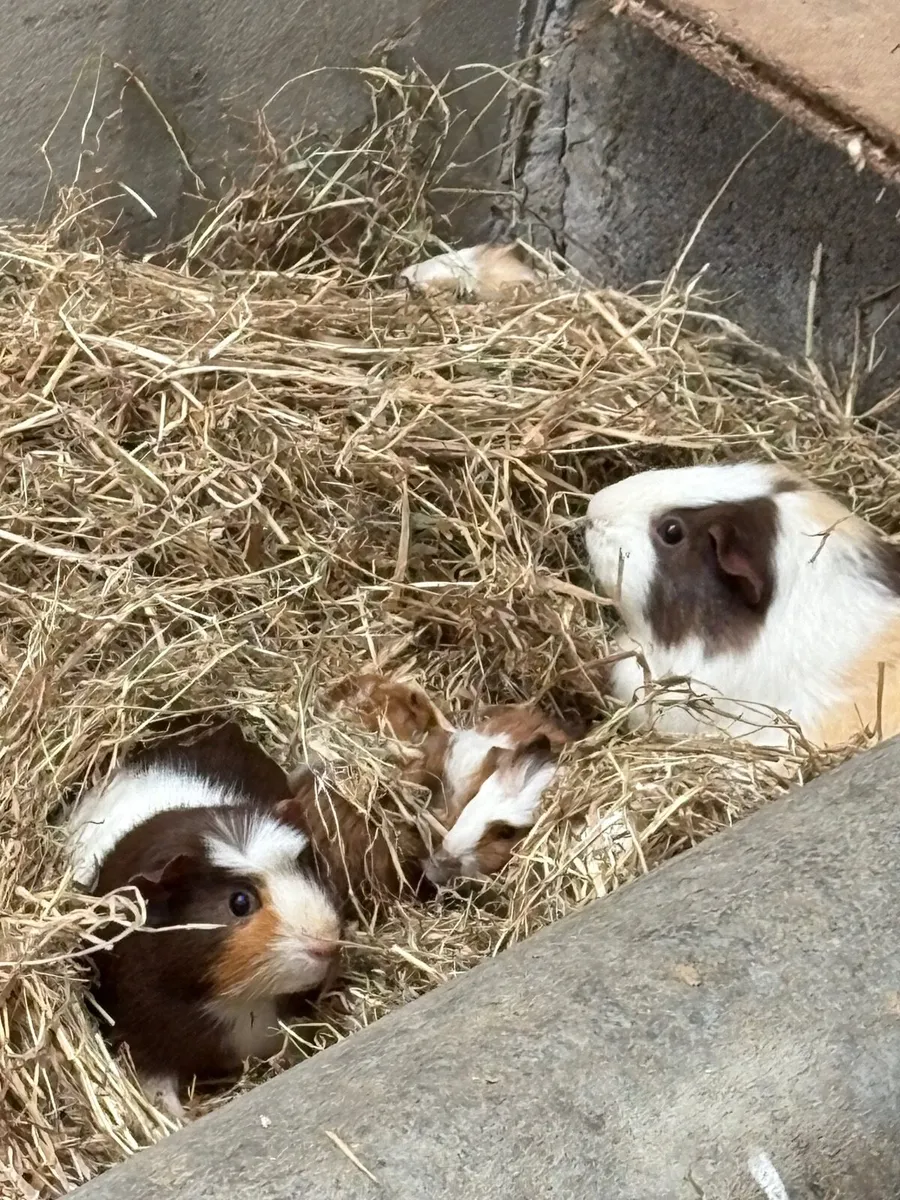 Guinea pigs - Image 4