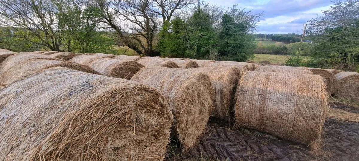 Rushes for sale - Image 1